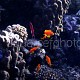 Pseudanthias squamipinnis 07