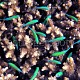 Nursery Chromis viridis 01