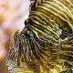 Pterois volitans 01