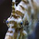 Acreichthys tomentosus 01