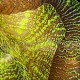 Trachyphyllia geoffroyi 01