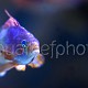 Pseudanthias squamipinnis 08