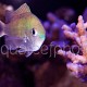 Chromis viridis 04