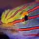 Amblygobius rainfordi 03