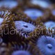 Zoanthus 07