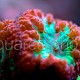Blastomussa wellsi 02