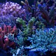 Actinic corals 01