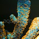 Montipora samarensis 01