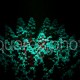 Acropora tenuis fluo 01