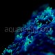Oulophyllia actinique 02