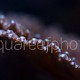 Acropora efflorescens 04