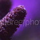 Acropora millepora 01