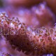 Pocillopora damicornis 02