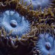 Zoanthus 12