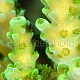 Acropora sp. 01