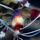 Stenopus hispidus 02