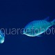 Chromis viridis 01