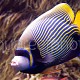 Pomacanthus imperator 01