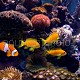 Pseudanthias squamipinnis 02