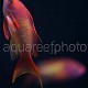 Pseudanthias squamipinnis 03