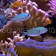 Chromis viridis & P. mccoskeri