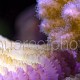 Pocillopora & Fungia
