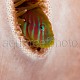 Gobiodon histrio 06 (the hide and seek)