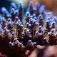 Acropora tenuis 01