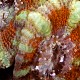 Acanthastrea lordhowensis 03