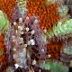 Acanthastrea lordhowensis 02