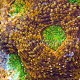 Acanthastrea echinata 02