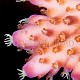 Acropora efflorescens 03