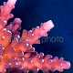Acropora sp. 01