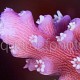 Acropora secale 03