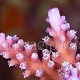 Acropora secale 02