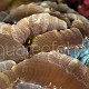 Caulastrea echinulata 03