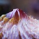 Fungia spinifer 01