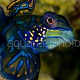 Synchiropus splendidus 09