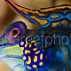 Synchiropus splendidus 07