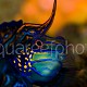 Synchiropus splendidus 11