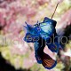 Synchiropus splendidus 13