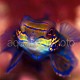Synchiropus splendidus 10