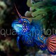 Synchiropus splendidus 03