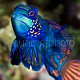 Synchiropus splendidus 02