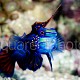 Synchiropus splendidus 08