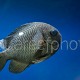 Dascyllus trimaculatus 01