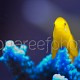 Gobiodon okinawae 02