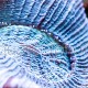Trachyphyllia geoffroyi 06
