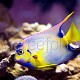 Holacanthus ciliaris 01