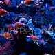 Capros & Macroramphosus